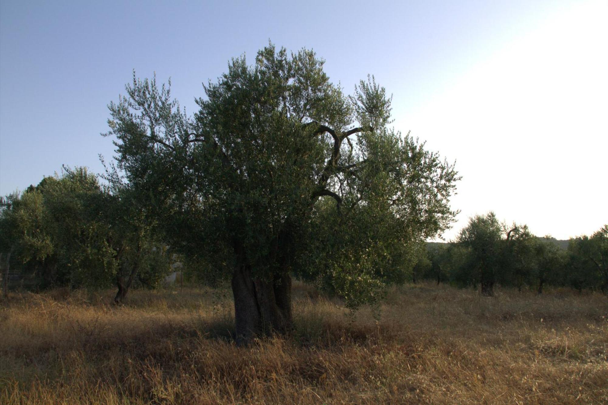 ויאסטה Borgo Rosoli מראה חיצוני תמונה