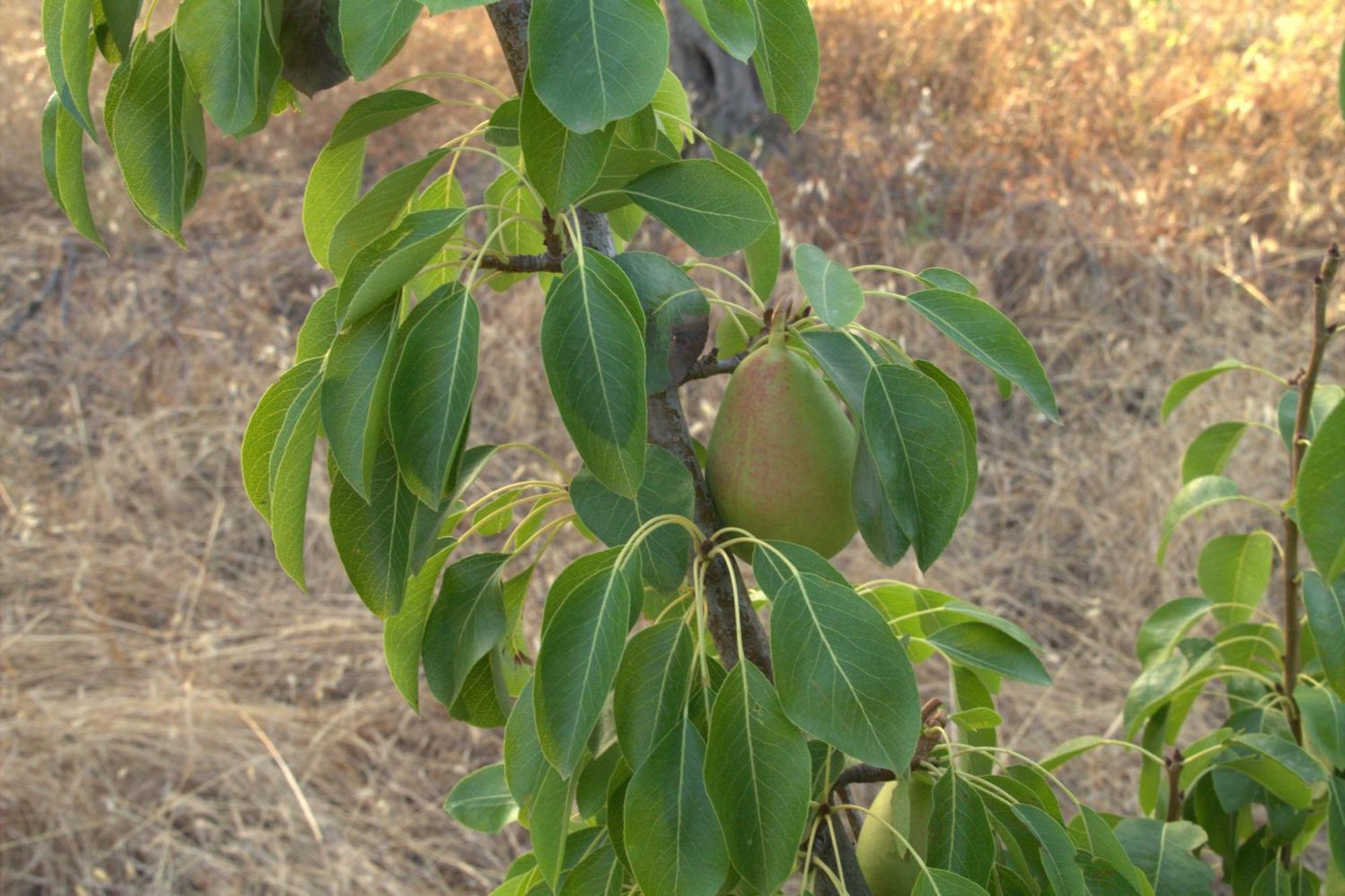 ויאסטה Borgo Rosoli מראה חיצוני תמונה