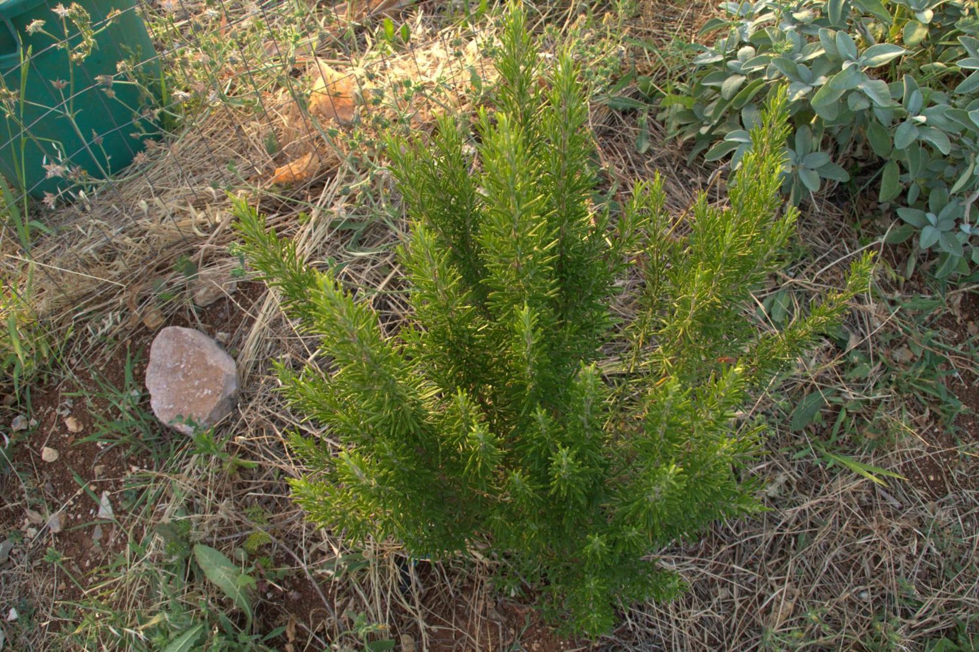 ויאסטה Borgo Rosoli מראה חיצוני תמונה